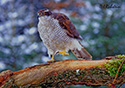 Accipiter gentiles